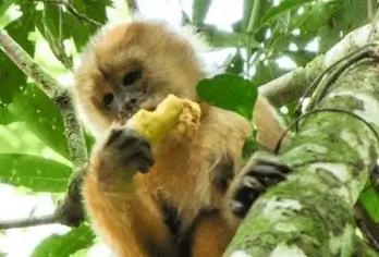 Tambopata 2D1N Passeio pela Selva