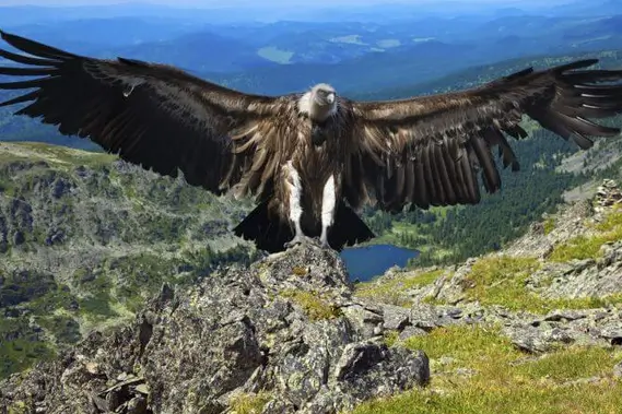 プーノ発 2D 1N コルカ渓谷ツアー + アレキパへの送迎