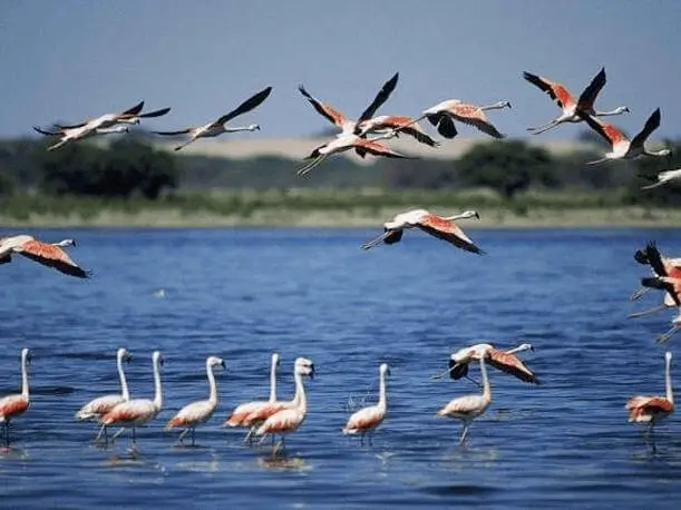 从利马机场到帕拉卡斯，伊卡，Huacachina +纳斯卡线的2天1夜游