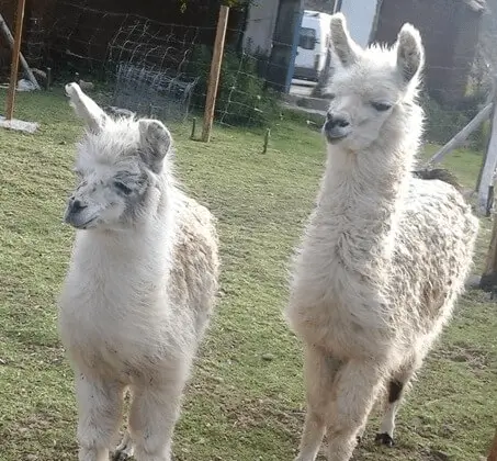 与秃鹰飞行的野生动物保护区之旅